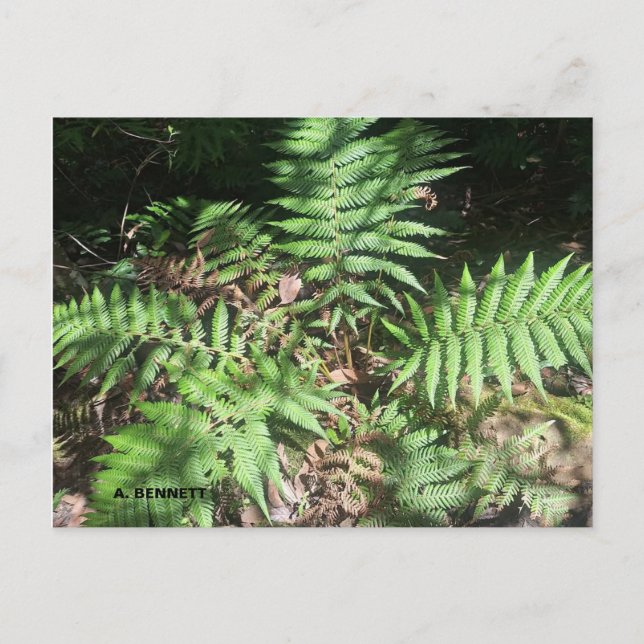 Grand Canyon Postkarte (Vorderseite)