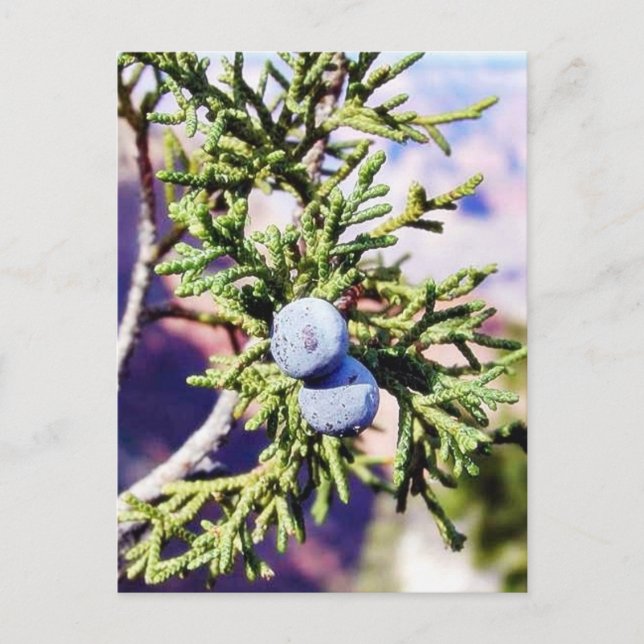 Grand Canyons Junipers Berry Berries Postkarte (Vorderseite)