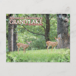 Grand Lake Oklahoma Postkarte Hirsch