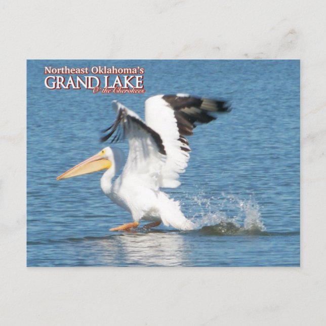 Grand Lake Oklahoma Postkarte pelican1 (Vorderseite)