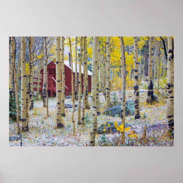 Grand Mesa Solitary Kabine in einem Wald Poster (Vorne)