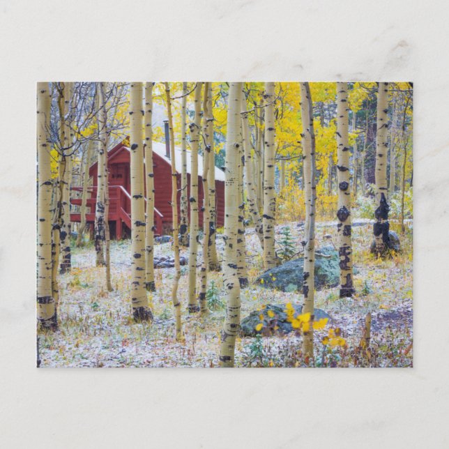 Grand Mesa Solitary Kabine in einem Wald Postkarte (Vorderseite)
