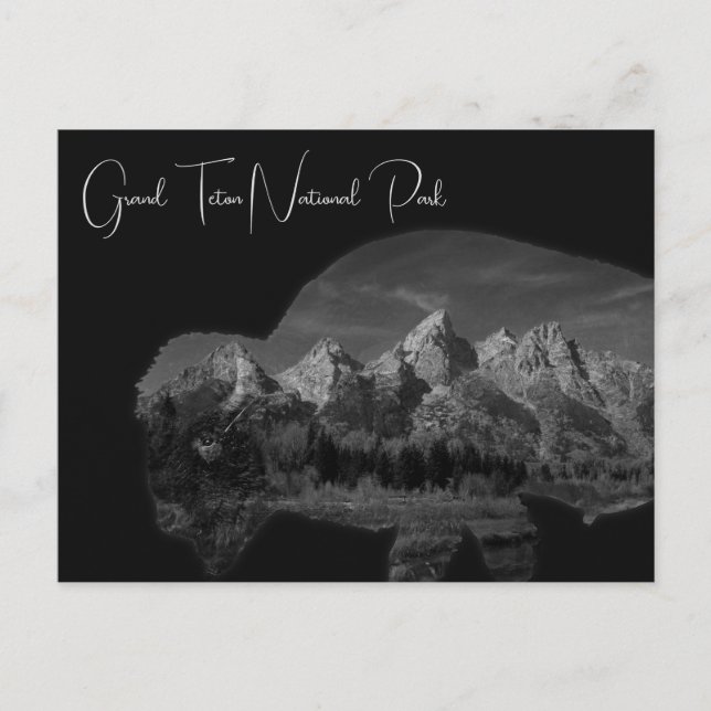 Grand Teton Bison Double Exposure Postkarte (Vorderseite)