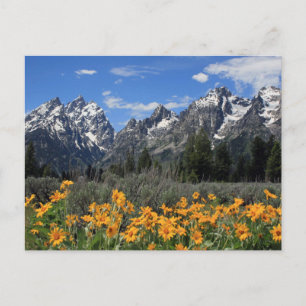 Grand Teton Nationalpark Postkarte