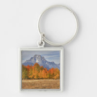 Grand Teton NP, Mount Moran und Aspen-Bäume