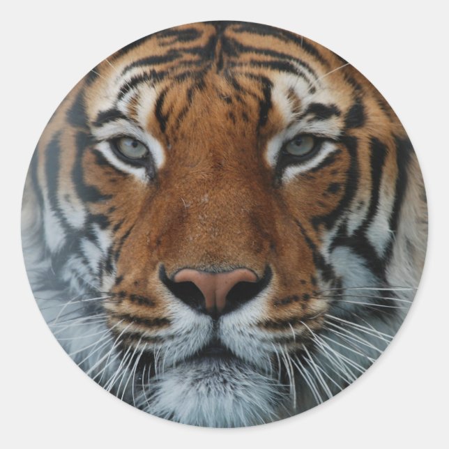 Grand Tiger Sticker (Vorderseite)