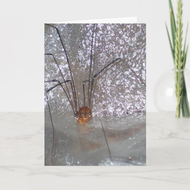 Grandaddy Longlegs Karte (Vorderseite)