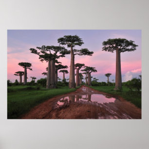 Grandididier Baobab Forest Poster