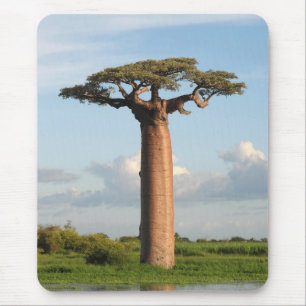 Grandidiers Baobab Madagaskar Mousepad