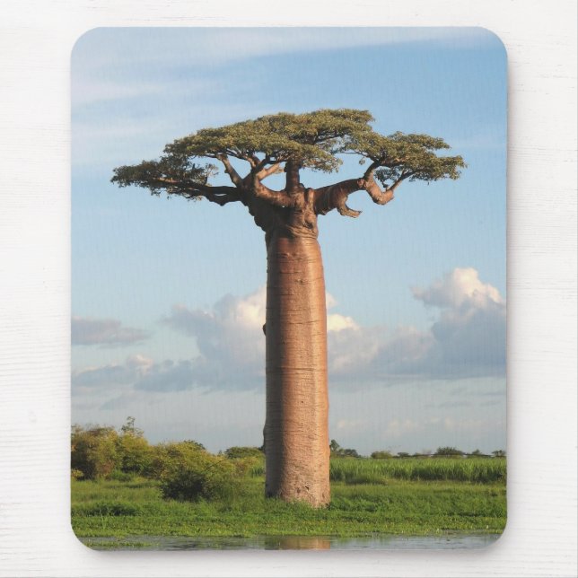 Grandidiers Baobab Madagaskar Mousepad (Vorne)