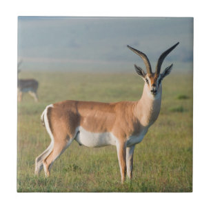 Grant-Gazelle, Ngorongoro-Krater, Ngorongoro Fliese