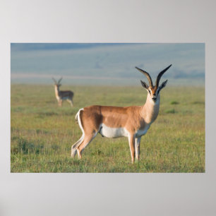 Grant-Gazelle, Ngorongoro-Krater, Ngorongoro Poster
