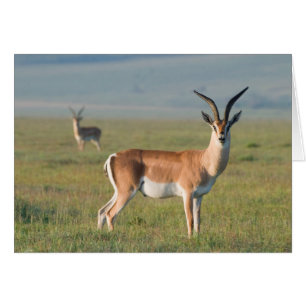 Grant’s Gazelle, Ngorongoro Crater, Ngorongoro