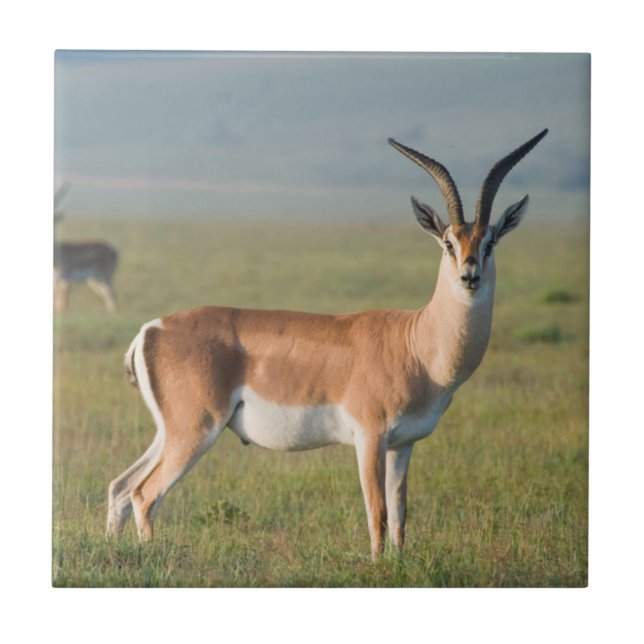 Grant’s Gazelle, Ngorongoro Crater, Ngorongoro Fliese (Vorderseite)