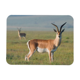 Grant’s Gazelle, Ngorongoro Crater, Ngorongoro Magnet