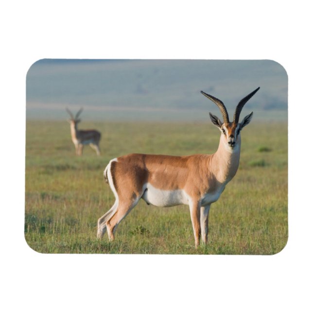 Grant’s Gazelle, Ngorongoro Crater, Ngorongoro Magnet (Horizontal)