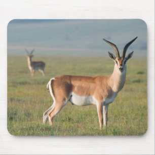 Grant’s Gazelle, Ngorongoro Crater, Ngorongoro Mousepad