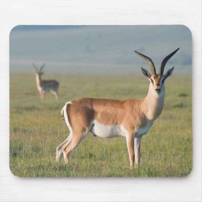 Grant’s Gazelle, Ngorongoro Crater, Ngorongoro Mousepad (Vorne)