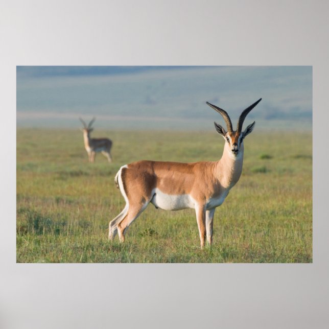 Grant’s Gazelle, Ngorongoro Crater, Ngorongoro Poster (Vorne)