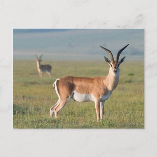 Grant’s Gazelle, Ngorongoro Crater, Ngorongoro Postkarte (Vorderseite)