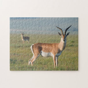 Grant’s Gazelle, Ngorongoro Crater, Ngorongoro Puzzle