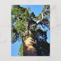 Grant Trees Sequoias Bark Branches