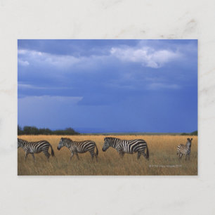 Grant Zebra 2 Postkarte