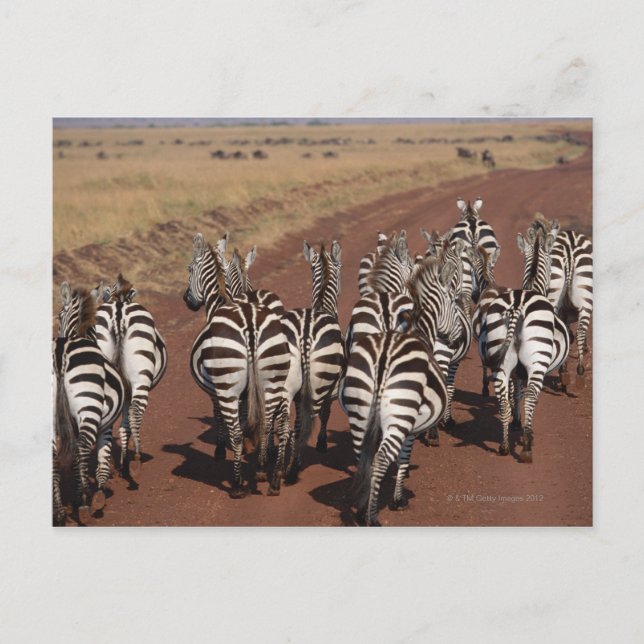 Grant Zebra 4 Postkarte (Vorderseite)