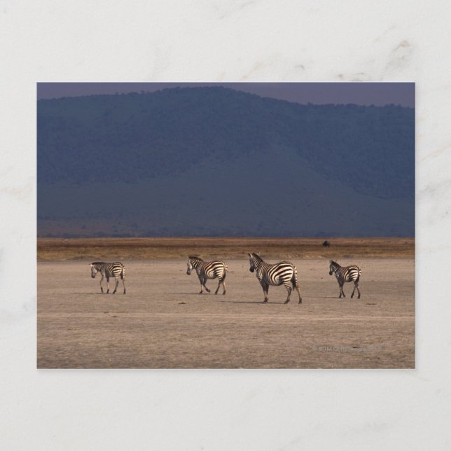 Grant Zebra 4 Postkarte (Vorderseite)