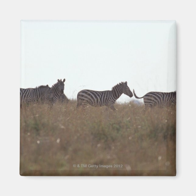 Grant Zebra 7 Magnet (Vorne)