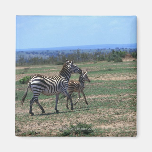 Grant Zebra Magnet (Vorne)