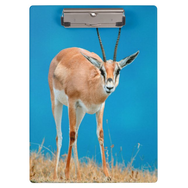 Grant's Gazelle (Gazella Granti) Ewe Portrait Klemmbrett (Vorderseite)