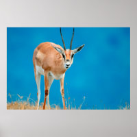 Grant's Gazelle (Gazella Granti) Ewe Portrait