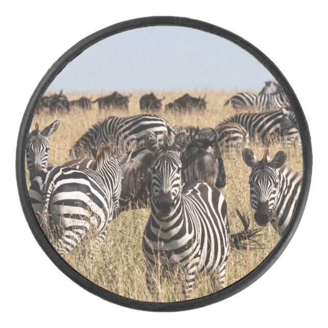 Grant's Zebra Eishockey Puck (Vorderseite)