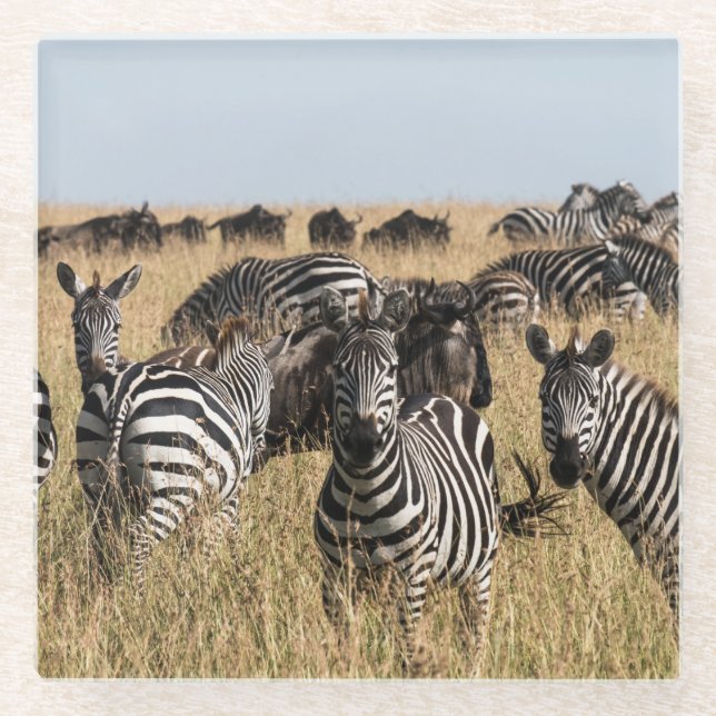 Grant's Zebra Glasuntersetzer (Vorderseite)