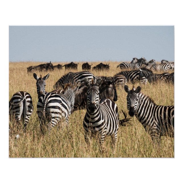 Grant's Zebra Poster (Vorderseite)