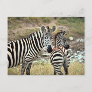 Grant's Zebra Postkarte