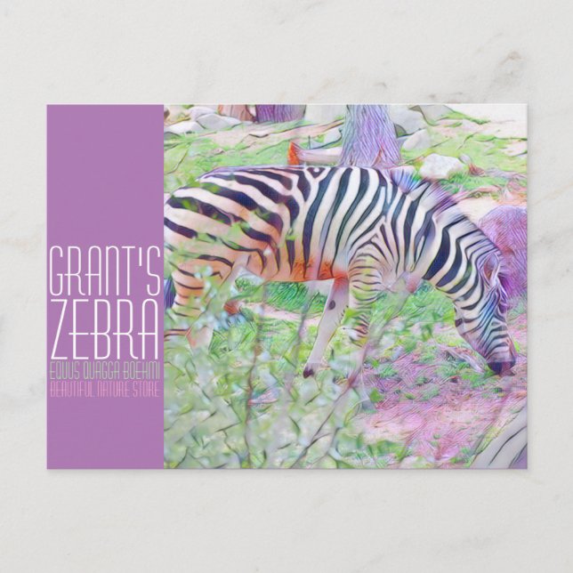 Grant's Zebra [Postkarte] Postkarte (Vorderseite)