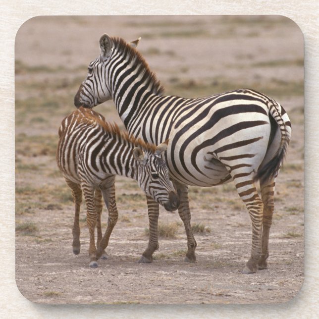 GrantZebra 3 Getränkeuntersetzer (Vorderseite)