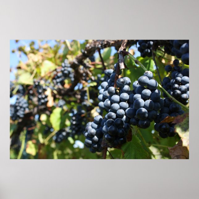 Grapes Vineyard Poster (Vorne)