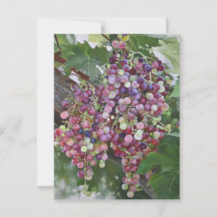 Grapevine Glorie — Hyperrealistische Weinbaukunst Postkarte