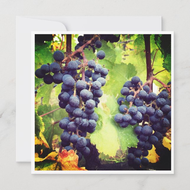 Grapevine Note Card (Vorderseite)