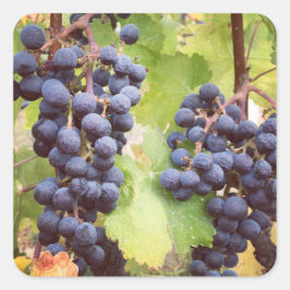 Grapevine Stickers