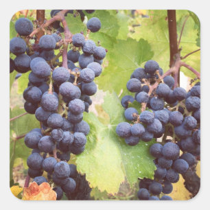 Grapevine Stickers