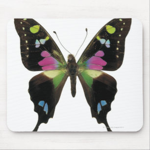 Graphium Schmetterling Mousepad