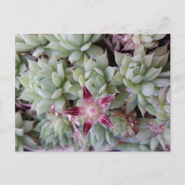 Graptopetalum macdougallia Blume Postkarte (Vorderseite)