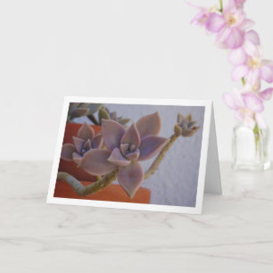 Graptopetalum Paraguayense, Sukkulente Geister-Pfl Karte