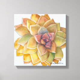 Graptopetalum Watercolor von Debra Lee Baldwin Leinwanddruck