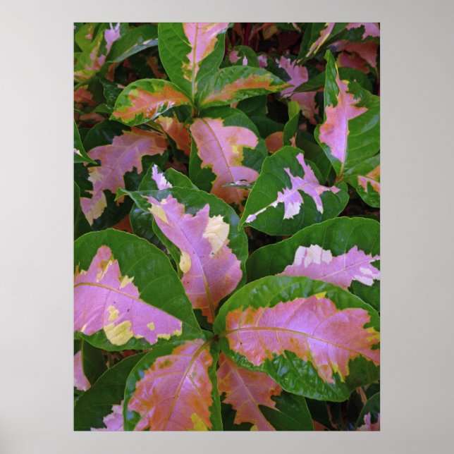 Graptophyllum Pictum Rosea Variegata Poster (Vorne)
