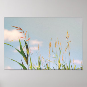 Gras Blau Himmel Feld Wiese Natur Poster